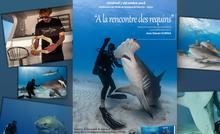 Conférence : A la rencontre des requins