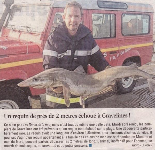 Un requin de près de 2 mètres échoué à Gravelines 